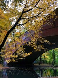 Low angle view of autumnal trees by lake