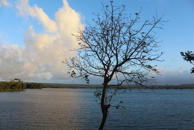 Reflection of bare trees in water