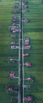 High angle view of purple flowering plants on field