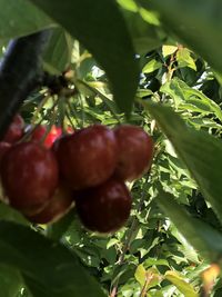 Close-up of berries on tree