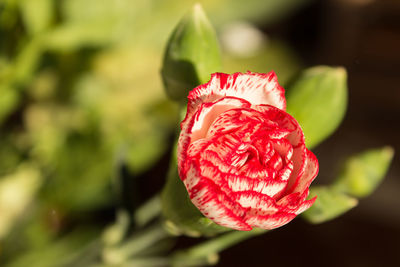 Close-up of red rose blooming outdoors