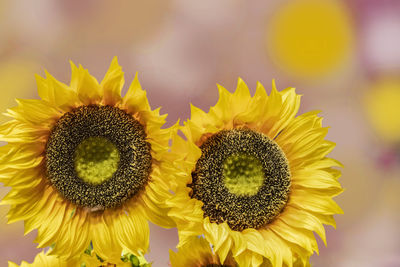 Close-up of yellow sunflower