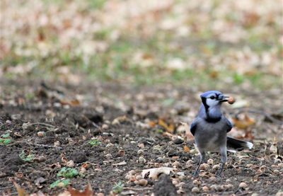 Bird in a field