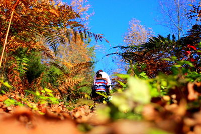 Low angle view of trees against sky