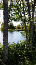 Scenic view of lake in forest