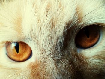 Extreme close up of cat