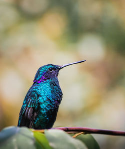 Close-up of a bird perching