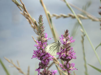 Close-up of butterfly pollinating on purple flower