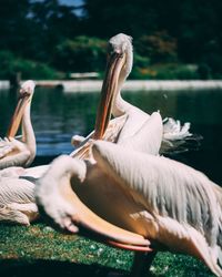 Two swans swimming in lake