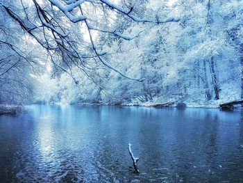 Swan swimming in lake during winter