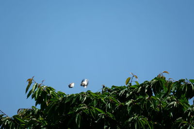 Low angle view of birds on plants against clear sky