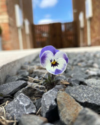 Close-up of purple flowering plant on rock