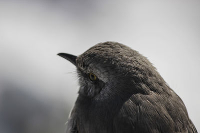 Close-up portrait of a bird