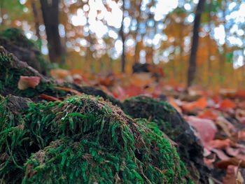 Rock covered in moss in a forest