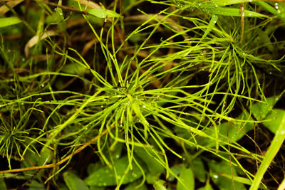 Full frame shot of grass