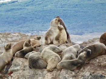 View of sea lions