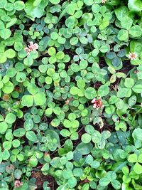 High angle view of plants growing on field