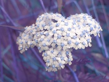 Close-up of white flowers