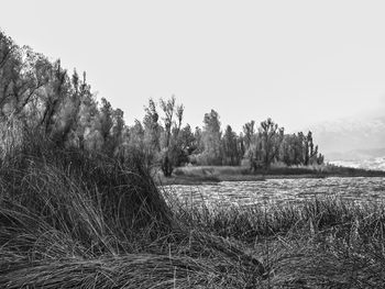 Trees growing in farm against sky