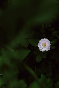 Close-up of white flowering plant