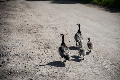 Close-up of goose family