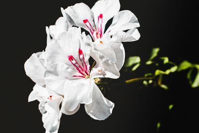 Close-up of white rose against black background