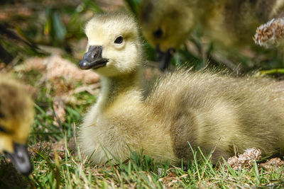 Close-up of ducklings on field