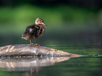 Close-up of bird perching on wood