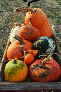 High angle view of pumpkins on field