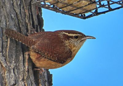 Close-up of carolina wren perching on tree trunk