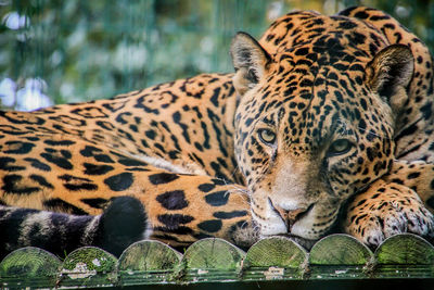 Close-up portrait of tiger