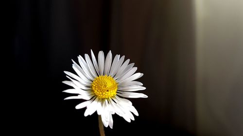 Close-up of white daisy flower