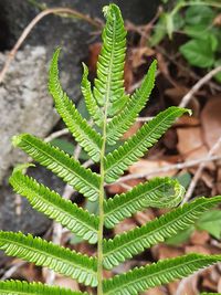 High angle view of fern leaves