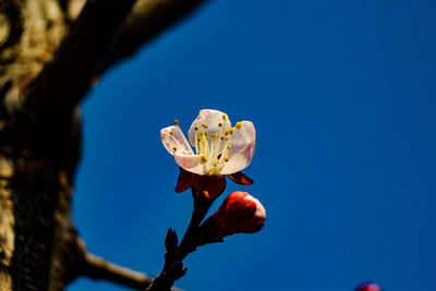 Low angle view of flowering plant against clear blue sky