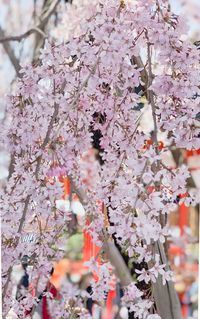 Close-up of cherry blossoms in spring