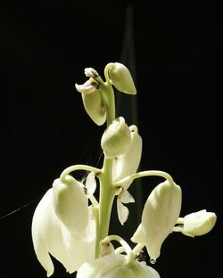 Close-up of leaves against black background