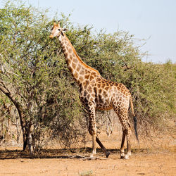 View of giraffe on field against sky