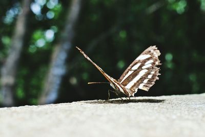 Close-up of insect