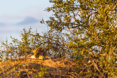 Lion cub sleeping in the wild