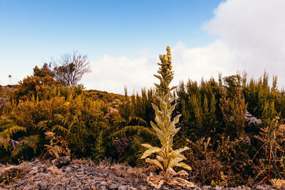 Plants growing on land against sky