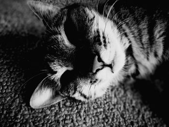 Close-up of cat sleeping