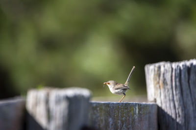 Close-up of bird perching on wooden post