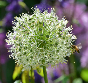 Close-up of insect on plant