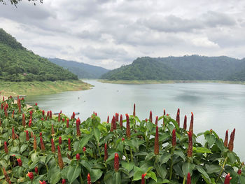 Plants by lake against sky