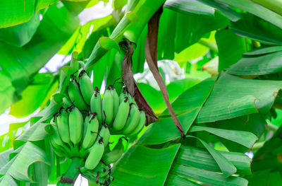 Banana tree with bunch of raw green bananas and banana green leaves. cultivated banana 