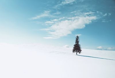 Trees on snow covered field against sky