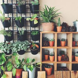 Fresh potted plants on shelves against wall