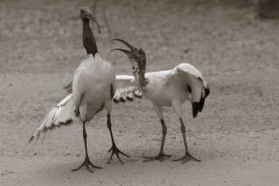 View of birds on sand