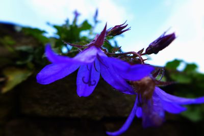 Close-up of purple flower