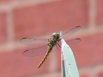 Close-up of insect